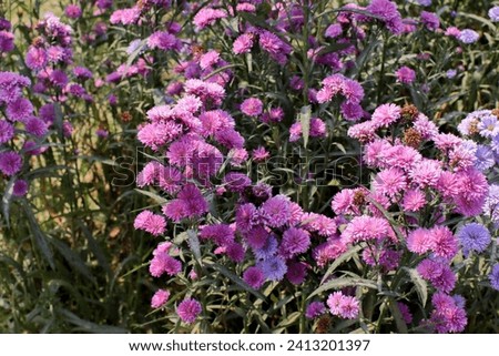 Purple flower garden in public park on sunny day. Garden with blooming flowers in summer, outdoor. Natural spring landscape