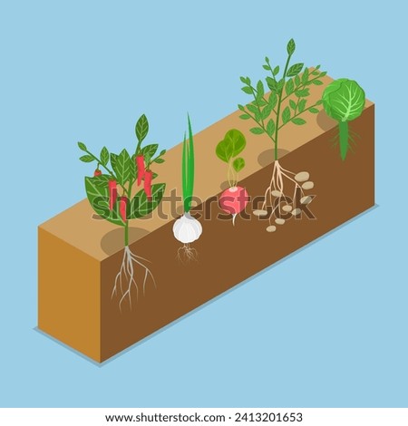 3D Isometric Flat Vector Illustration of Vegetable Roots Intertwining, Natural Process Of Plant Development