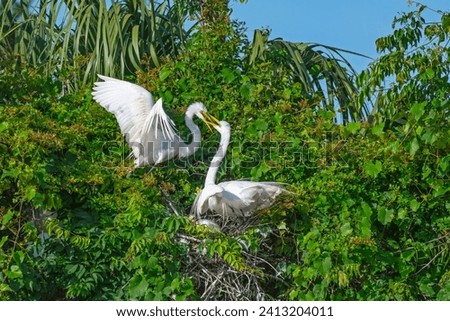 Great Egret pair at their nest during mating season in a wetland rookery. Royalty-Free Stock Photo #2413204011