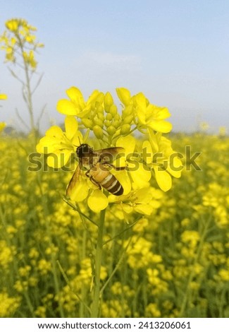 Bee on the yellow flower in field agriculture land Pakistan 
