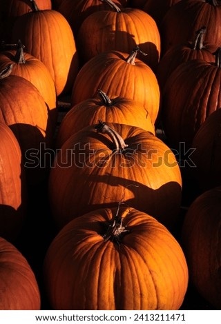 Rows of pumpkins in morning light