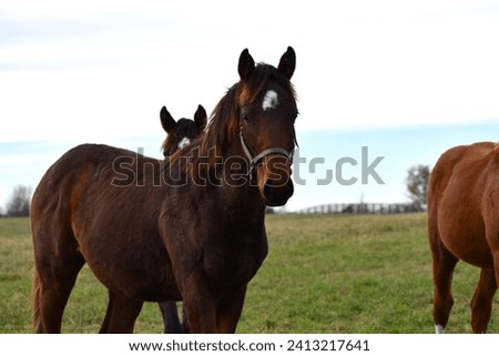 A young horse stands in front of friends for a picture
