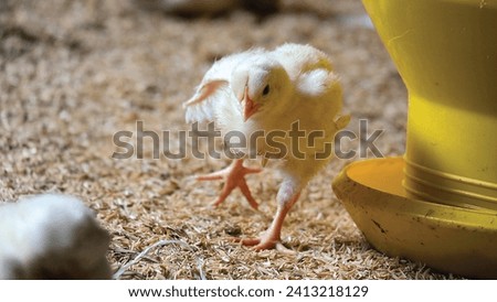 Broiler Chicken closeup Farming Scene