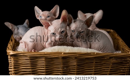The image shows a group of kittens inside a basket. They appear to be indoors and are likely domestic cats.