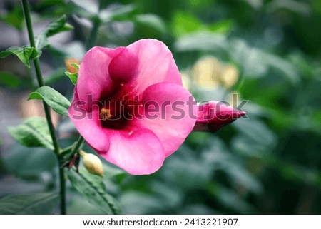 Closeup of blooming purple allamanda flower and bud with blurred green background, image for mobile phone screen, display, wallpaper, screensaver, lock screen and home screen or background