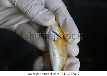 Observe clinical signs of goldfish (Carassius auratus) infected with parasites Royalty-Free Stock Photo #2413227319