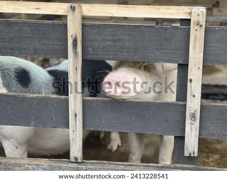a photography of two pigs in a pen looking through the bars.