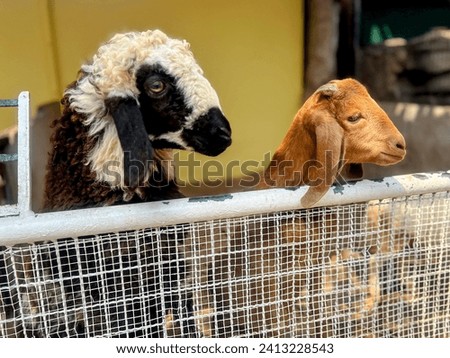 a photography of two goats looking over a fence at a goat.