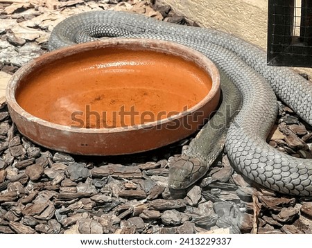 a photography of a snake eating out of a bowl of soup.