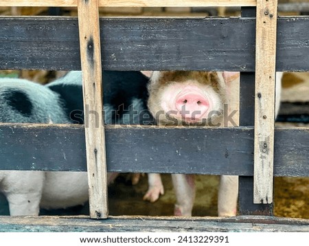 a photography of two pigs in a pen looking through a fence.