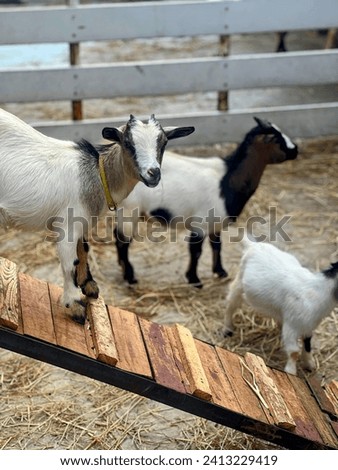 a photography of a goat and two baby goats in a pen.