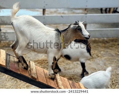 a photography of a goat is walking on a wooden ramp.