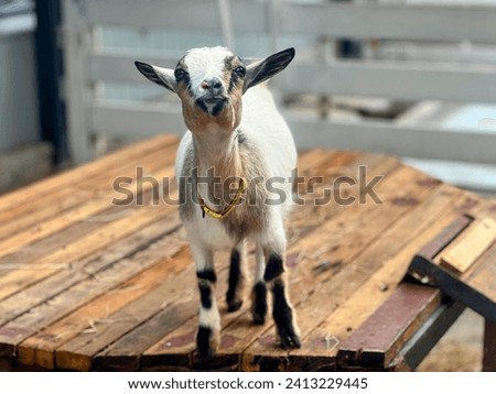 a photography of a goat standing on a wooden table in a barn.