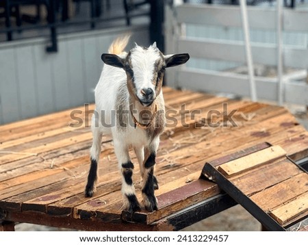 a photography of a goat standing on a wooden table in a barn.