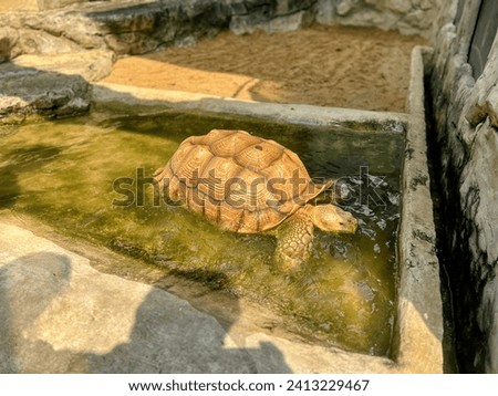 a photography of a turtle in a pool of water with a shadow on the ground.