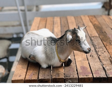 a photography of a goat sitting on a wooden table with a yellow collar.