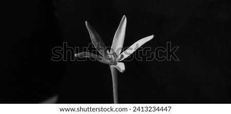 Robert Mapplethorpe photo style black and white flower