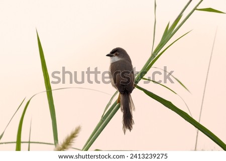 An yellow eyed babbler on top of a branch
