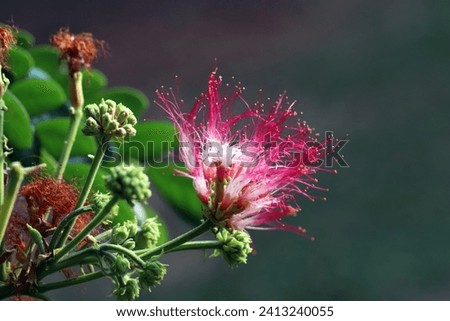 Closeup of Persian silk tree flower and buds with green leaves and blurred background, image for mobile phone screen, display, wallpaper, screensaver, lock screen and home screen or background