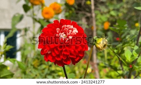 Red blooming Dahlia flower stock photo