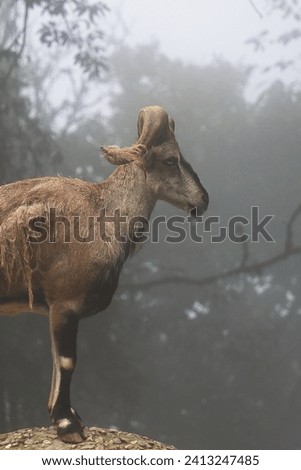 himalayan rare and endangered species blue sheep or a male bharal (pseudois nayaur) in singalila national park near darjeeling in west bengal, india Royalty-Free Stock Photo #2413247485