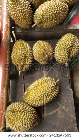 Durian is a tropical fruit distinguished by its large size and spikey, hard outer shell. It has a strong smell, custard-like flesh with large seeds. Royalty-Free Stock Photo #2413247603