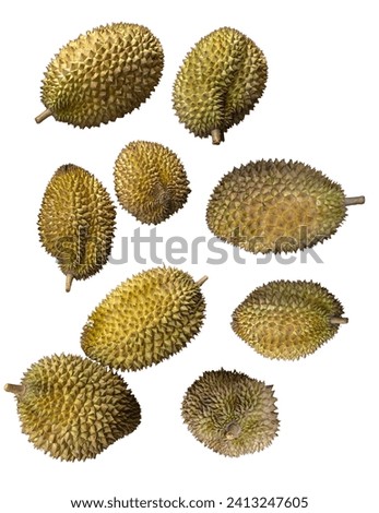 Durian is a tropical fruit distinguished by its large size and spikey, hard outer shell. It has a strong smell, custard-like flesh with large seeds. Royalty-Free Stock Photo #2413247605