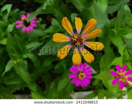 ZINNIA ELEGANS flowers do not have a strong fragrance but have bright colors