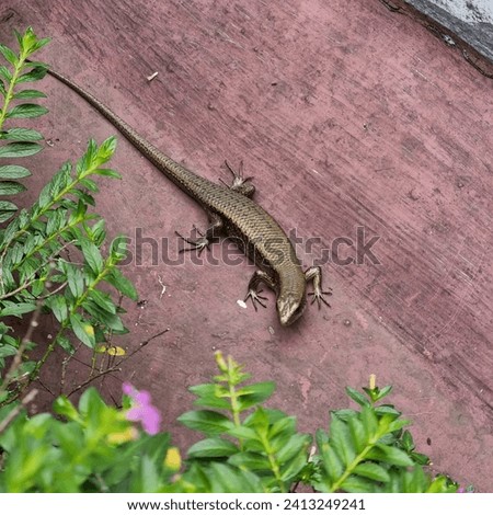 Salamander hide in the bushes 