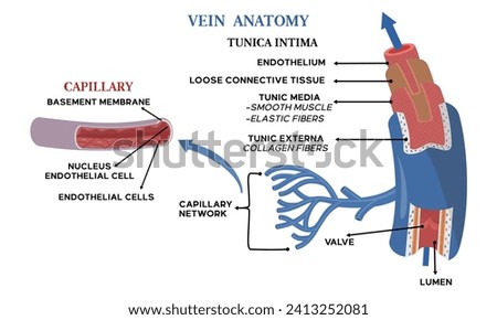 Illustration of vein anatomy along with an explanation of the name of each part