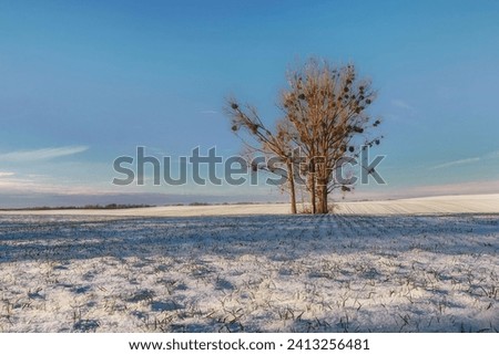 Winter in the countryside, a lonely tree with mistletoe growing on it, a parasite that limits the growth of the tree, but during Christmas it is hung in houses for good luck, Poland
