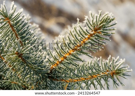 Experience the magic of a winter wonderland with frost-covered conifers. Capture the charm and beauty of nature with icy pine branches. Add a touch of fairytale charm to your surroundings