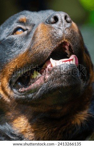 Introducing the ultimate canine companion, the Rottweiler Love Best Fluffy Friend. Unleash your style with these Meet My Rottweiler Pal. A furry friend for life. Royalty-Free Stock Photo #2413266135