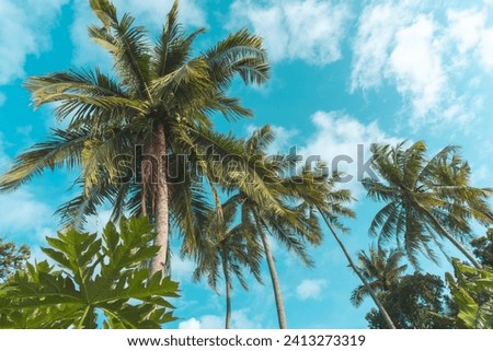 Tropical coconut Trees Against Blue Sky, Summer Vibes. Lush coconut trees soaring into clear blue summer sky