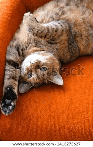 Beautiful Tabby cat, blonde with stripes and beautiful bright green eyes in a playful pose, showing bottom of a paw while turned on its back on a bright orange fabric chair.