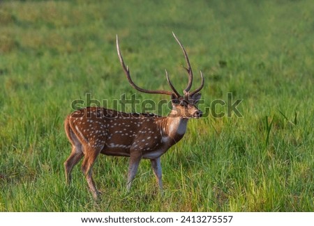 Male spotted Deer in Corbett Tiger Reserve