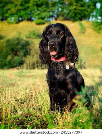 A dog of the English cocker spaniel breed sits on the lawn. The dog is ten months old. Training. Walk. Hunter. The photo is blurred