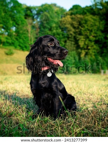 Black dog of the English cocker spaniel breed sits on a background of trees. The dog is ten months old. He looks away and sticks out his tongue. Portrait. Training. Hunter. The photo is blurred