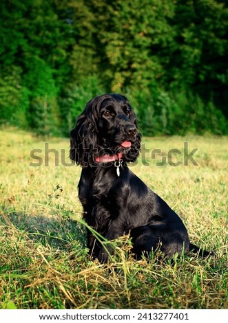A black dog of the English cocker spaniel breed sits on a background of trees. The dog is ten months old. He looks away and sticks out his tongue. Training. Hunter. The photo is vertical and blurry