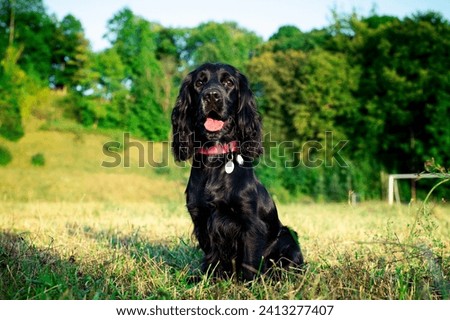 A black dog of the English cocker spaniel breed sits on a background of trees. The dog is ten months old. He shows his tongue. Training. Walk. Hunter. The photo is blurred