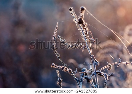 Dried herbs in the field against the light 