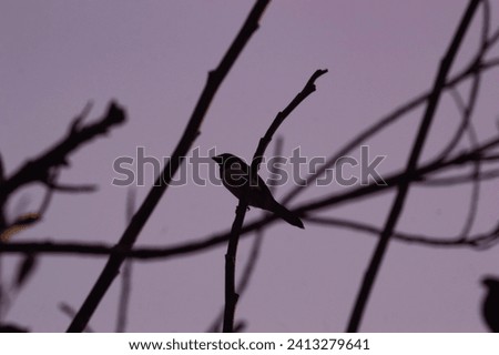 silhouette of a branch covered in sparrows Royalty-Free Stock Photo #2413279641