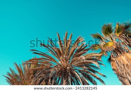 Row of tropic palm trees against day sky.  Silhouette of tall palm trees. Tropical day landscape.  Beautiful tropic nature. Horizontal banner