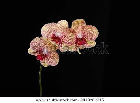 Beautiful three orchid flowers isolated on black background. Tropical flower Royalty-Free Stock Photo #2413282215