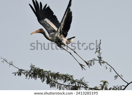 Painted stork in action, beautiful capture. 
