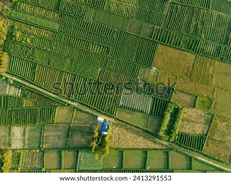 Aerial shot with drone Image of paddy cultivation beautiful rice field in Bangladesh. Agricultural harvest. 