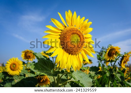 Beautiful landscape sunflower in garden. Abstract blurred on vacation summer soft focus clouds blue sky with green grass background. Flowers yellow and green during the daytime with bright sun light.