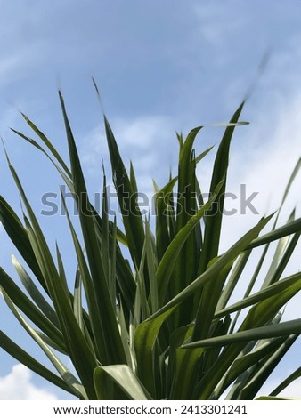 Earthbound foliage reaches for the heavens, a dance with the limitless sky, where the meeting of plants and the celestial expanse creates a tranquil, natural poetry Royalty-Free Stock Photo #2413301241