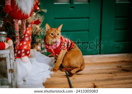a ginger cat sitting on a wooden floor against a festive backdrop. The cat is wearing a cozy red sweater with a traditional Christmas snowflake pattern, accompanied by a pink harness.