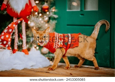 Angry ginger cat mid-meow in a red Christmas sweater, with a decorated tree and green door in the background.